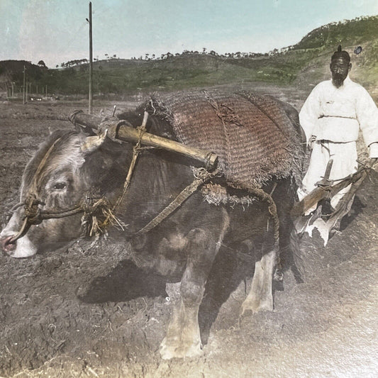 Antique 1901 Farmer Ploughing Field Seoul Korea Stereoview Photo Card P1321