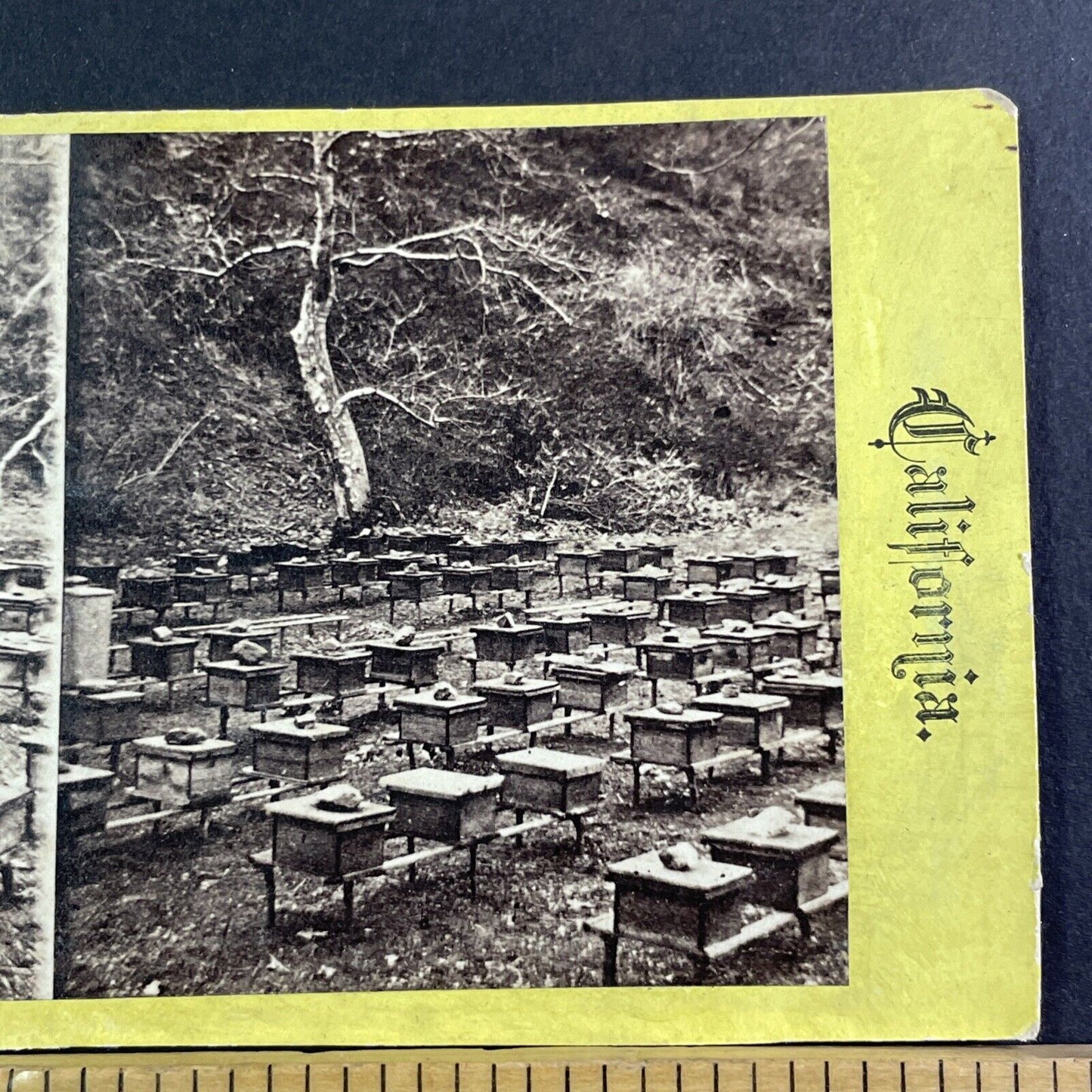 Bee Farm In California Stereoview Bee Boxes Photo Card Antique c1875 X1589