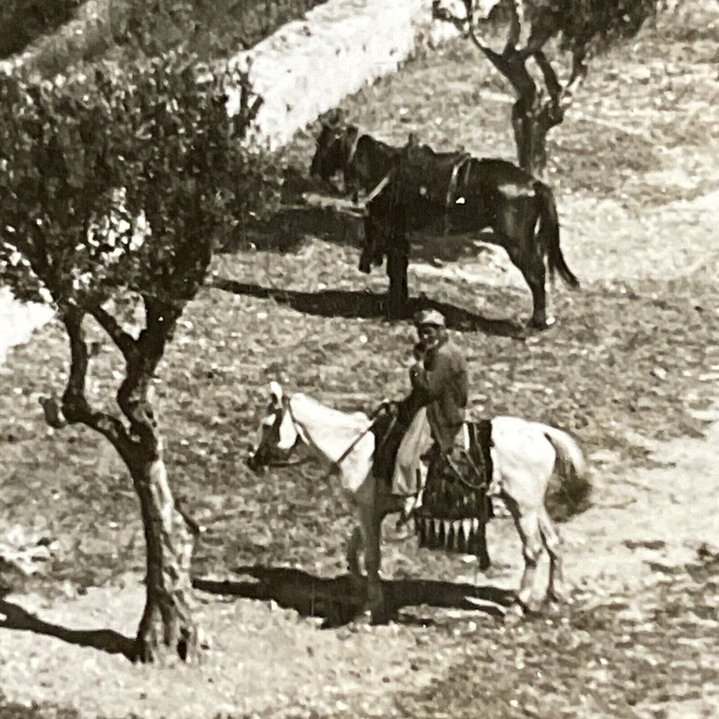 Antique 1910s Desert Man On Horseback Israel Stereoview Photo Card P4412