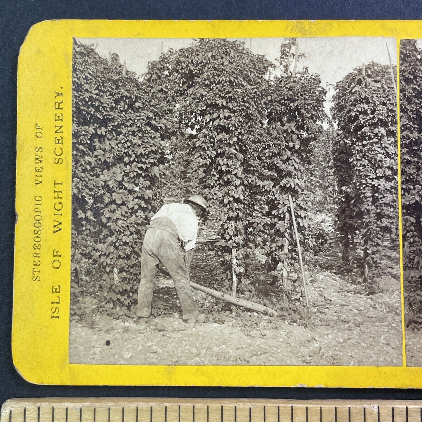 Growing Barley and Hops for Beer Stereoview Isle of Wight UK Antique c1870s Y010