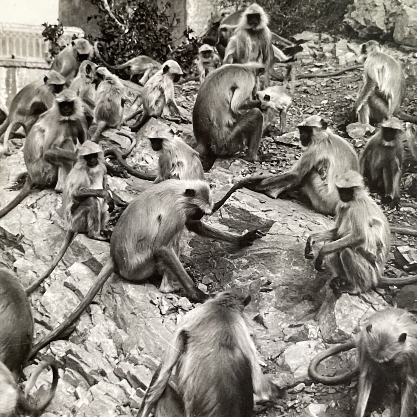 Antique 1918 Monkeys In Galta India Near Jaipur Stereoview Photo Card P1785