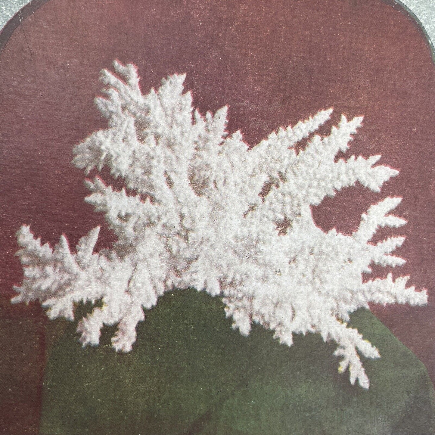 Antique 1898 A Specimen Of Rose Coral Stereoview Photo Card P580-052