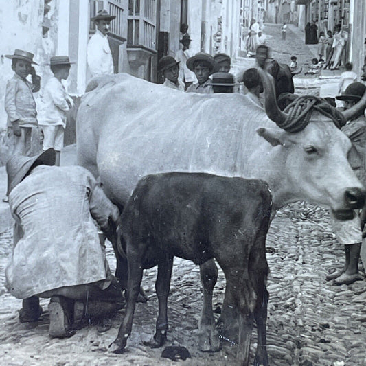 Antique 1910s Milking Cows In La Guaira Venezuela Stereoview Photo Card P2814