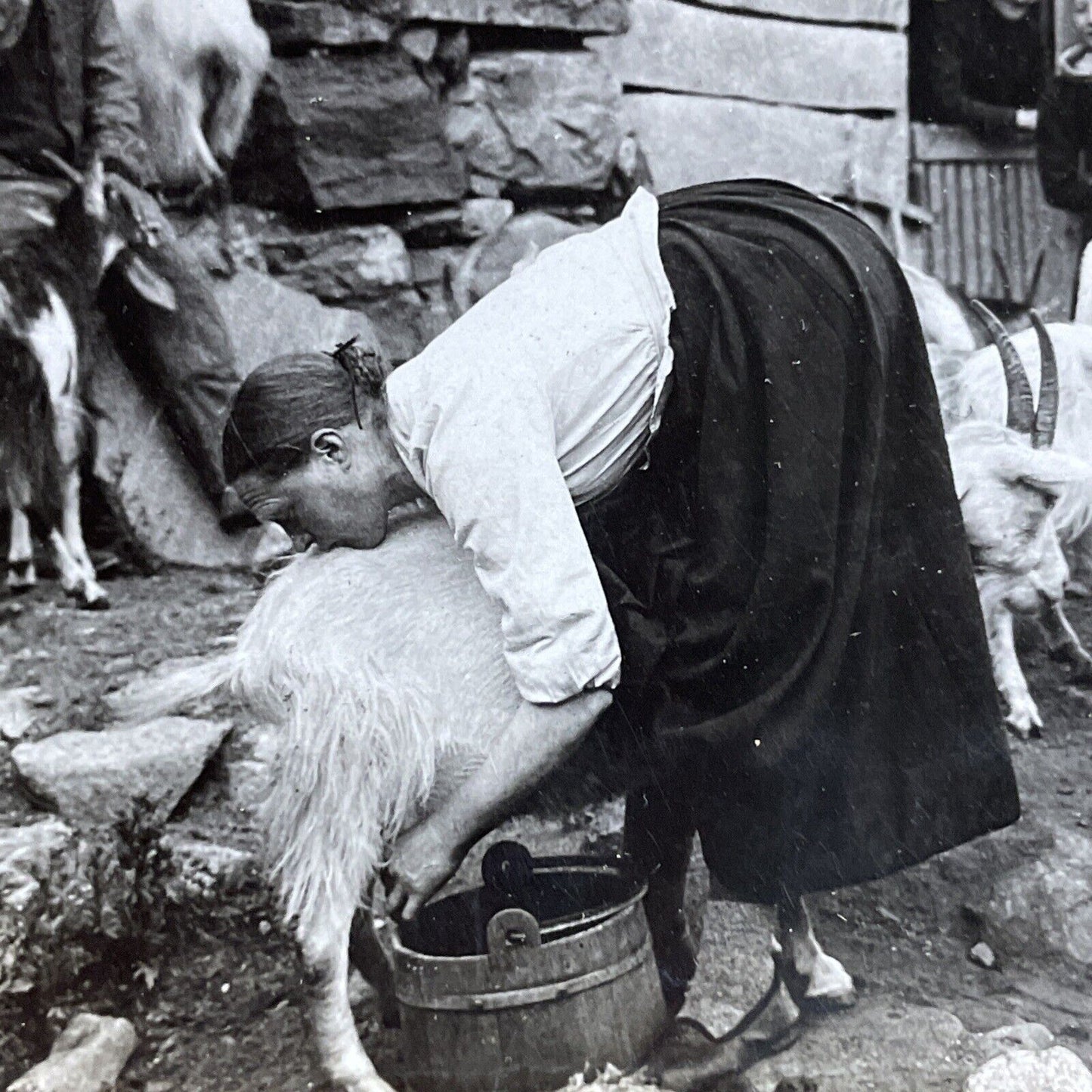 Antique 1903 Girl Milks Goat Northern Norway Stereoview Photo Card P5219