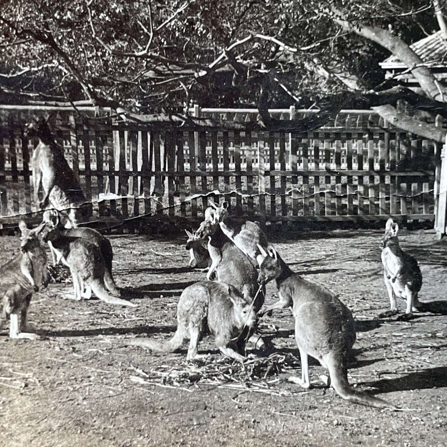 Antique 1920s Kangaroos In Adelaide Australia Stereoview Photo Card P2499