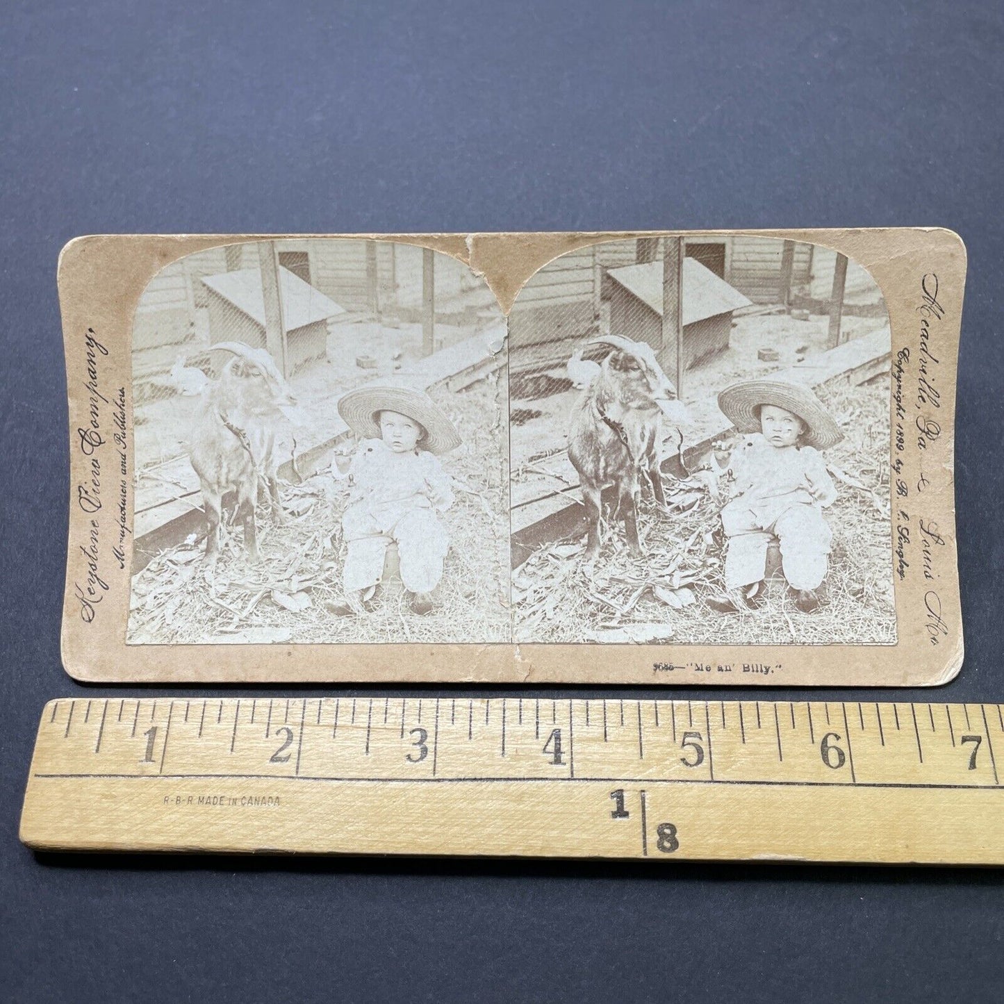 Antique 1899 Child Plays With Billy Goat Stereoview Photo Card P2600