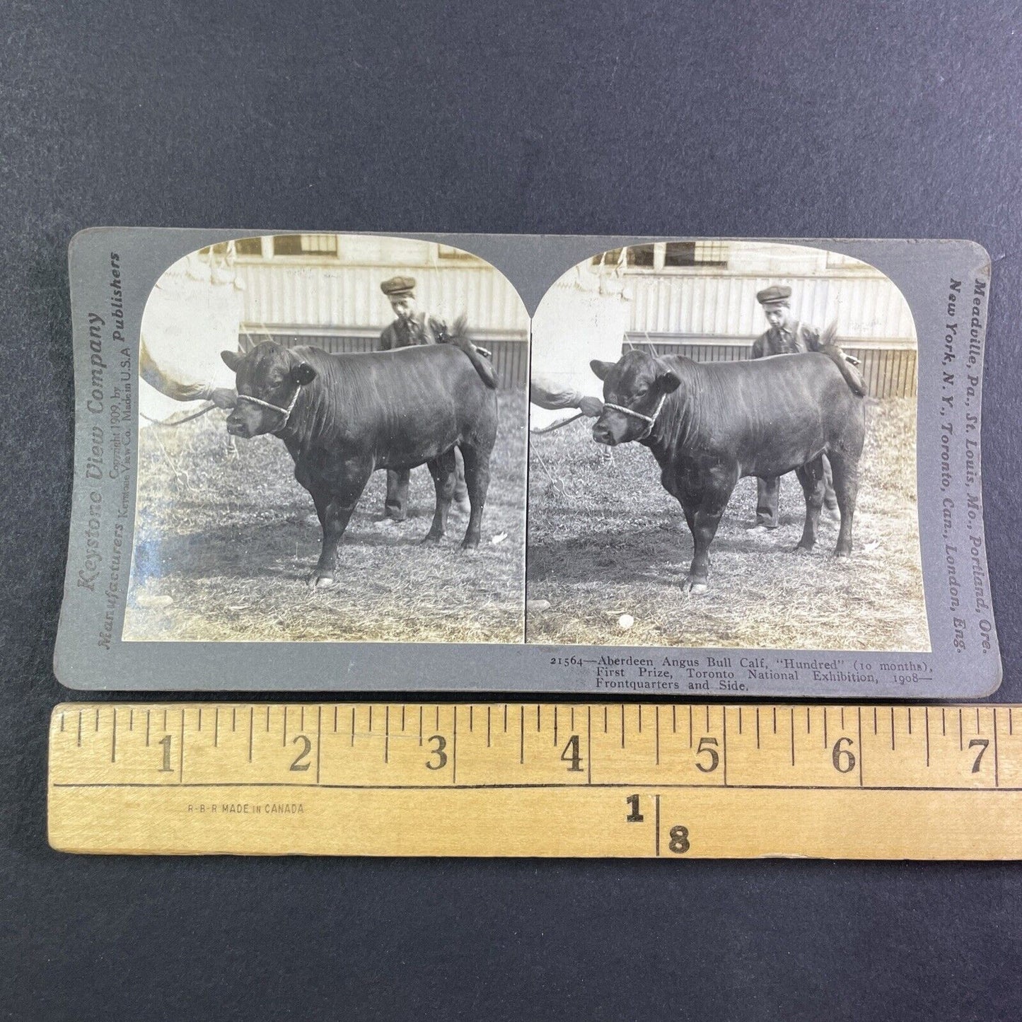 Champion Angus Bull Calf Toronto Exhibition Stereoview 'Hundred' c1909 Y2749