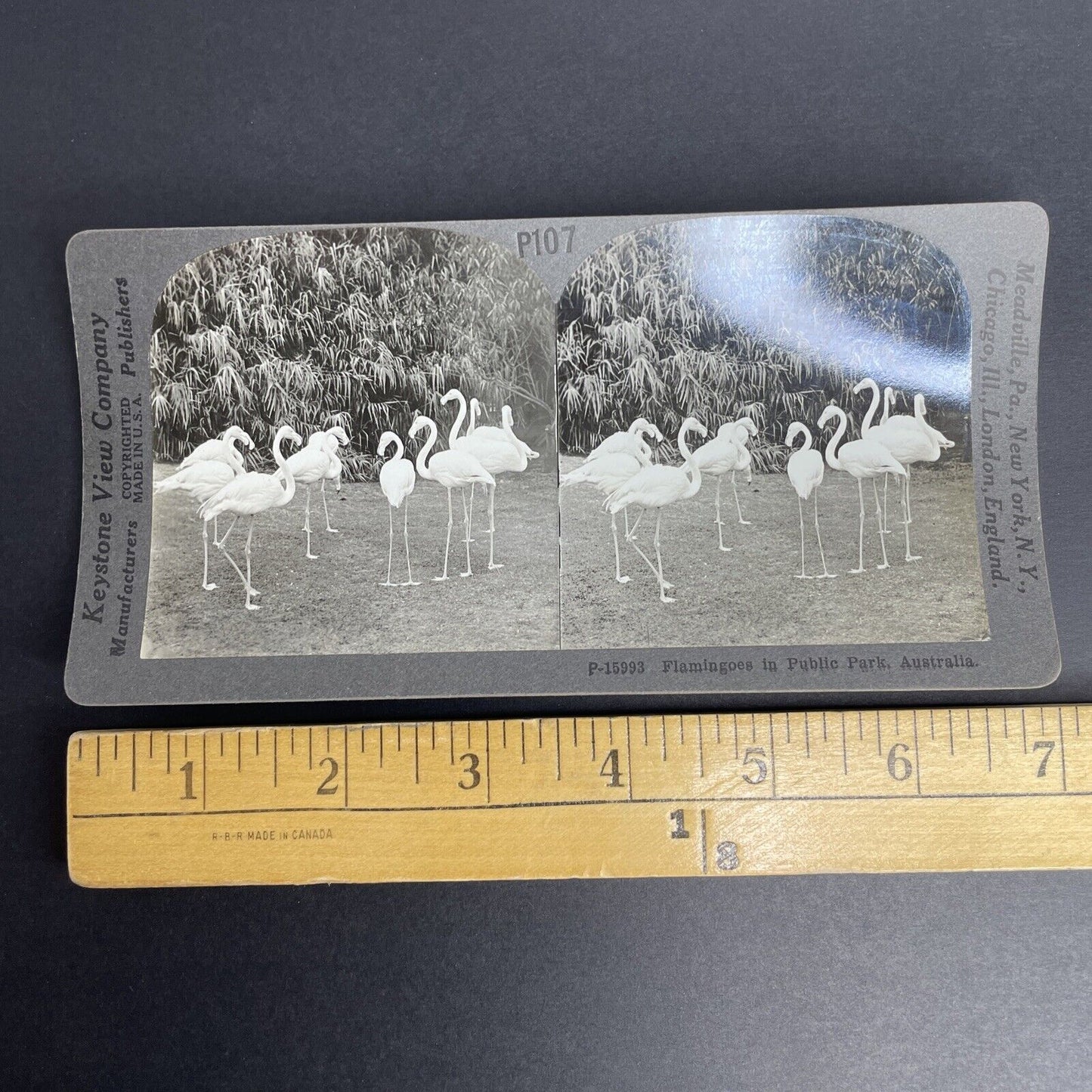 Antique 1908 Flamingoes Flamingos In Australia Stereoview Photo Card PC795