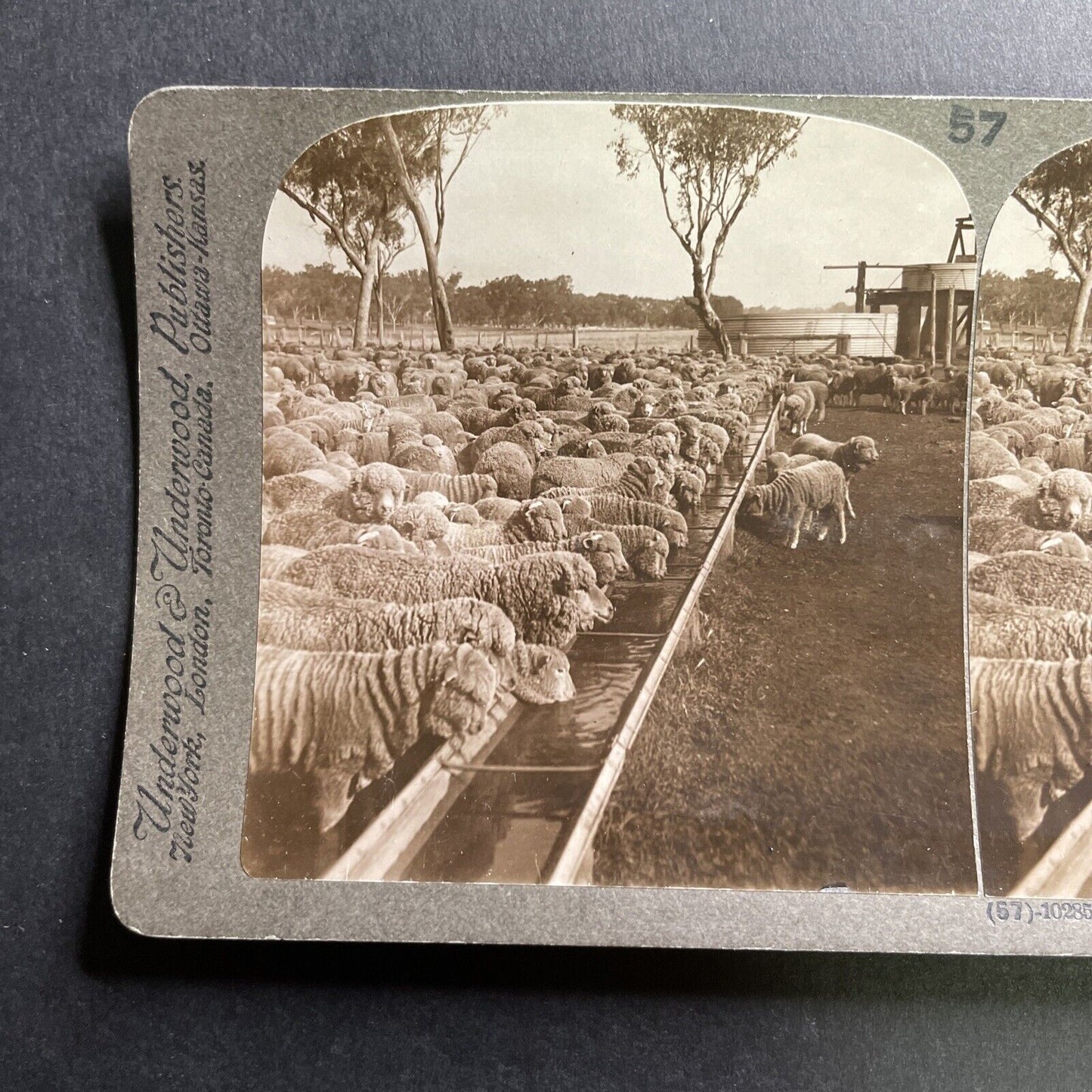 Antique 1909 Sheep Farm Warrah NSW Australia Stereoview Photo Card P1761