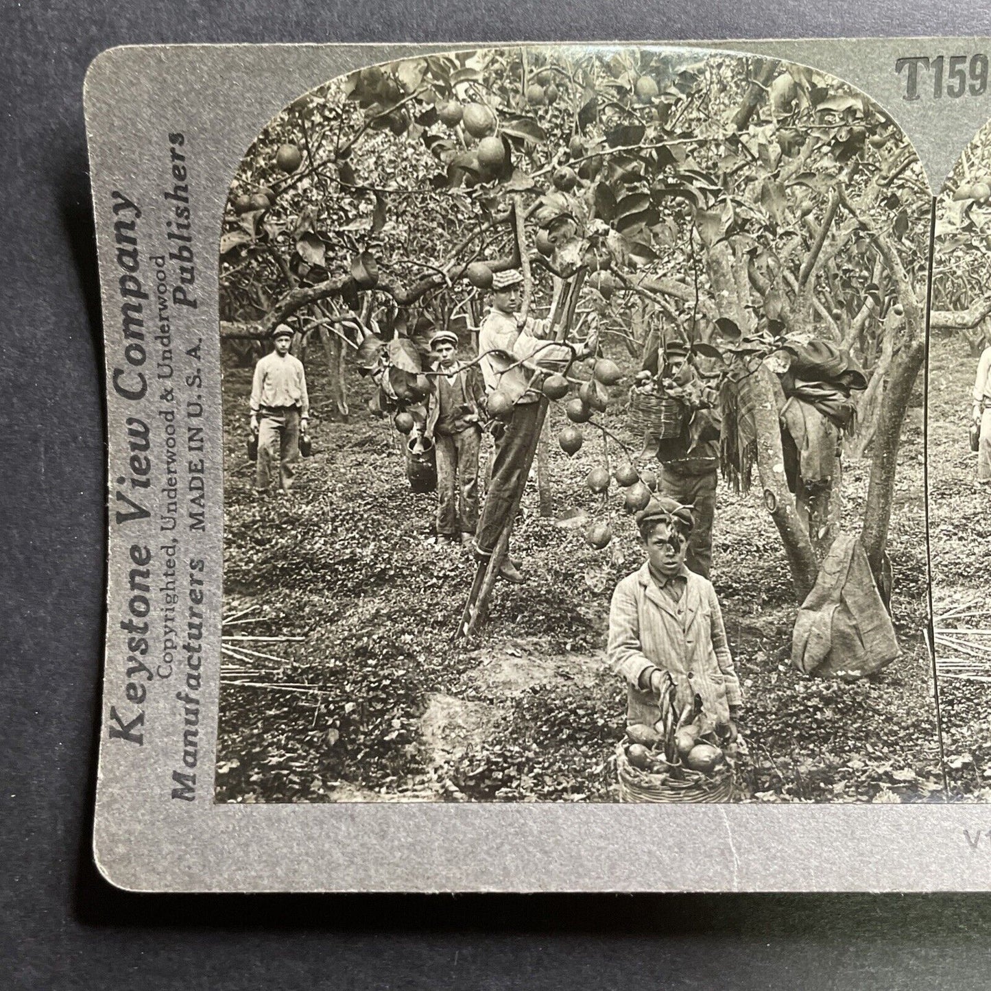 Antique 1906 Lemon Farming Palermo Sicily Italy Stereoview Photo Card P1472