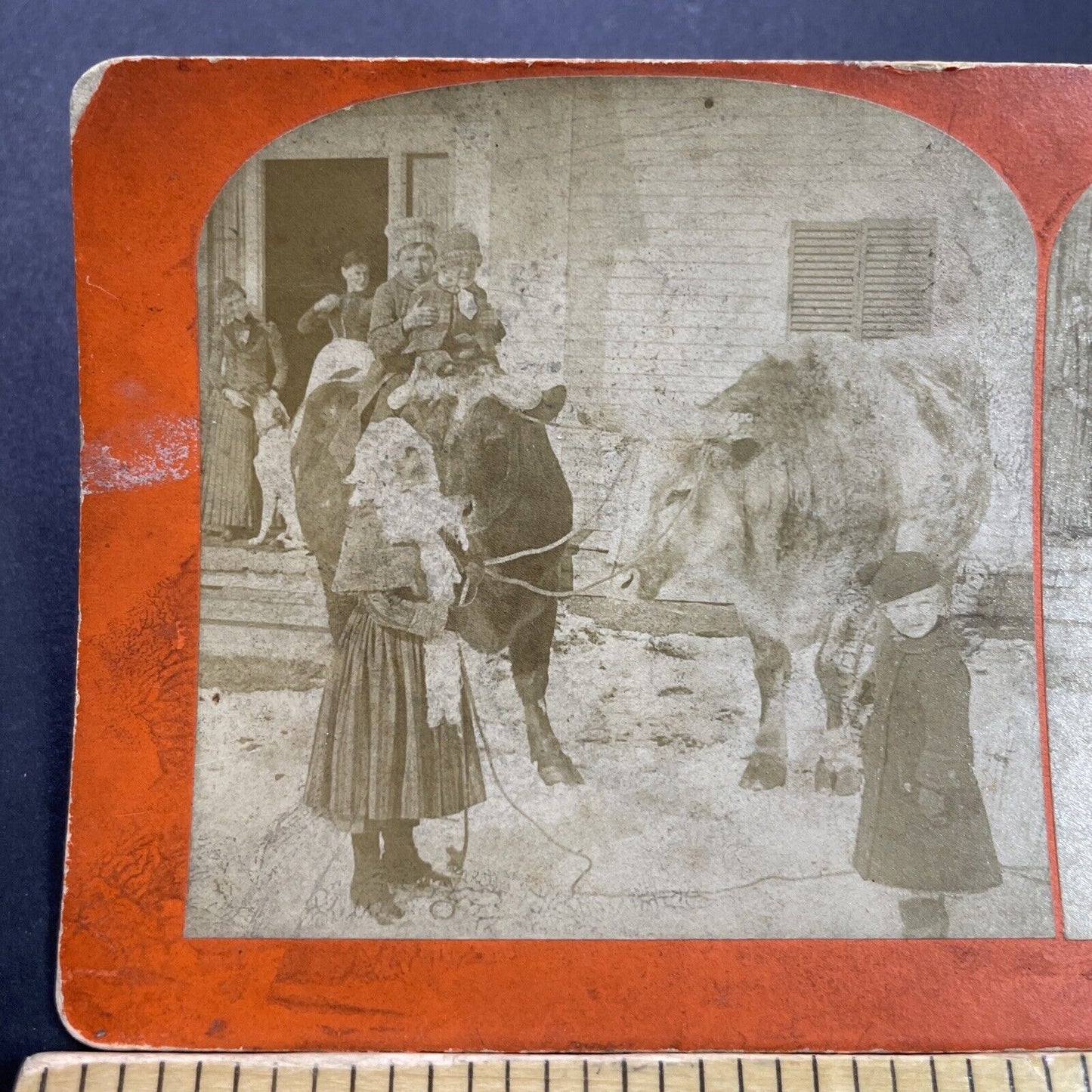 Antique 1891 Children Ride Cattle Cows To Town Stereoview Photo Card P3561