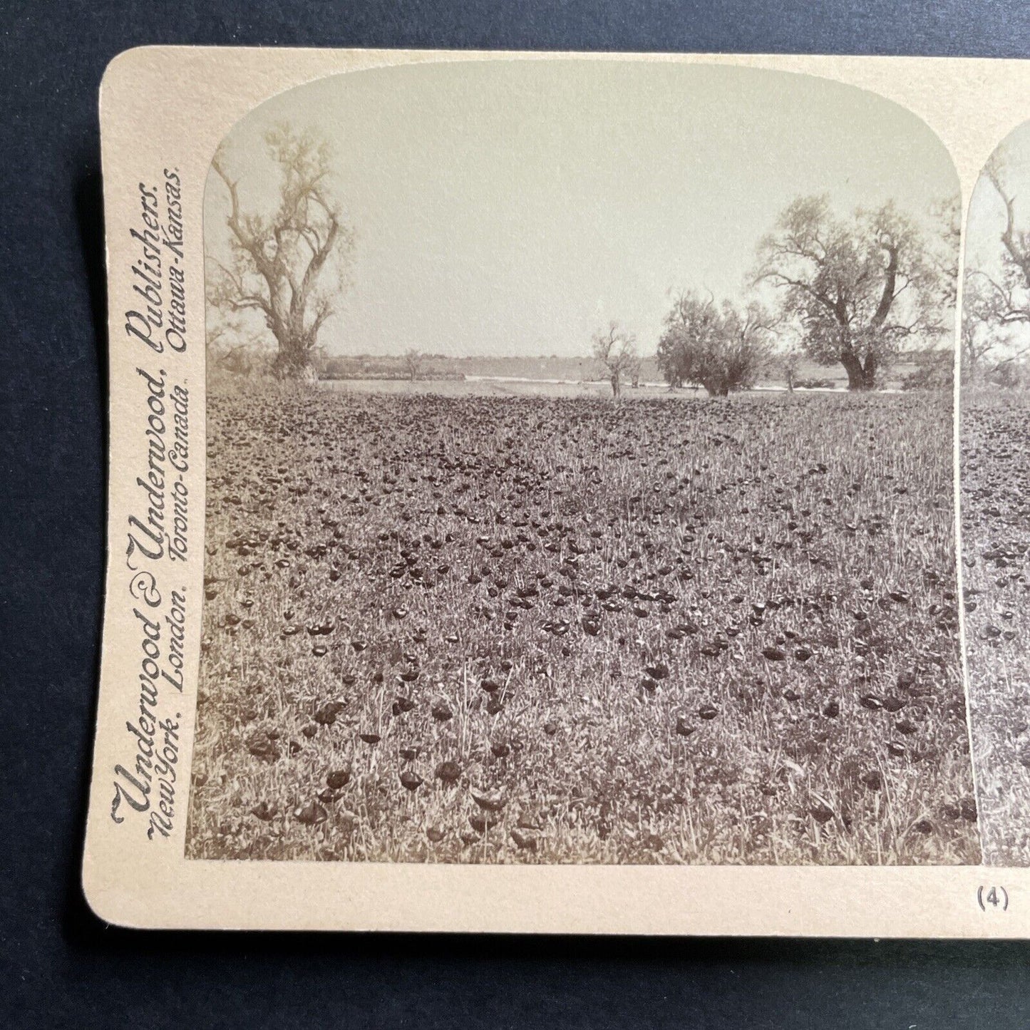 Antique 1900 Rose Of Sharon Field Palestine Israel Stereoview Photo Card P1371