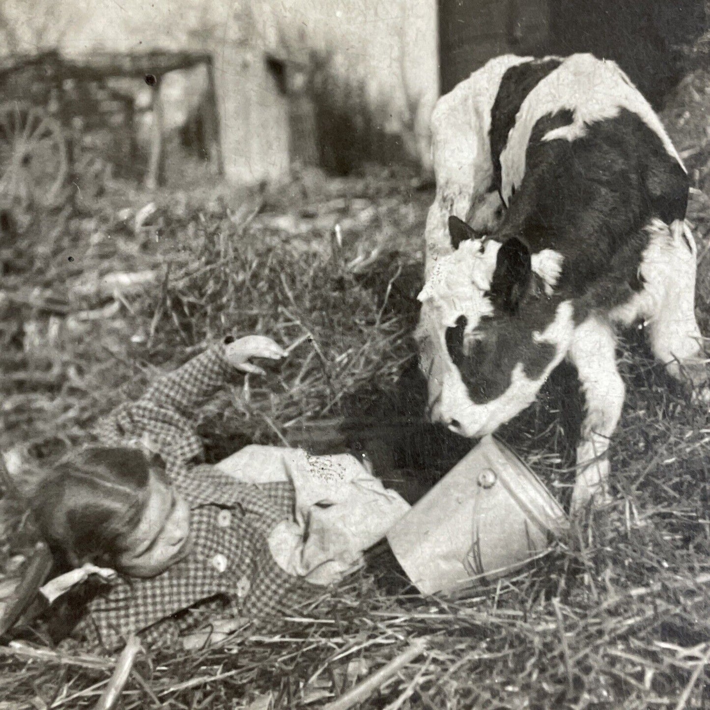 Antique 1901 Calf Rams Pushes A Little Girl In Barn Stereoview Photo Card P4316