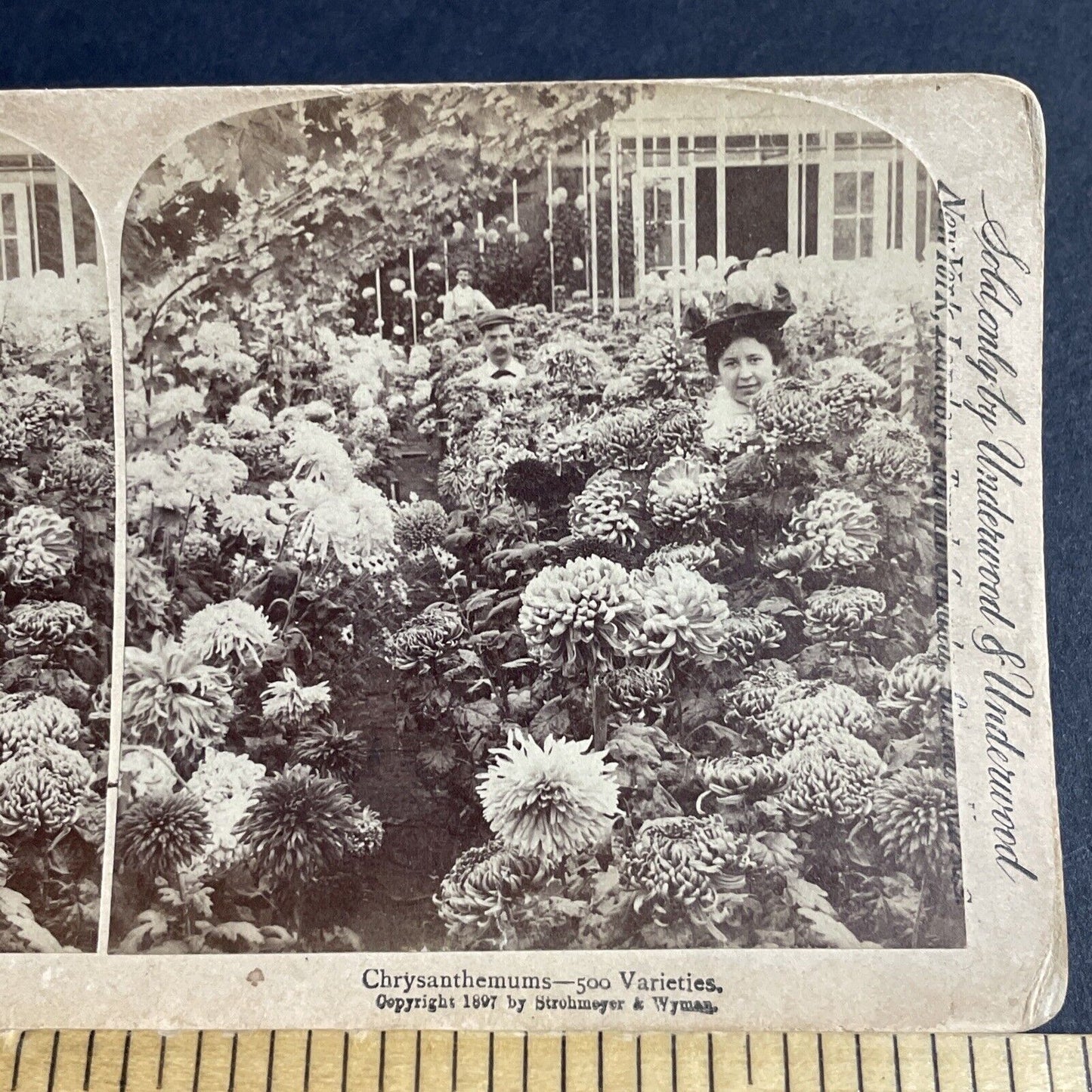 Antique 1897 Chrysanthemum Test Variety Greenhouse Stereoview Photo Card P4329