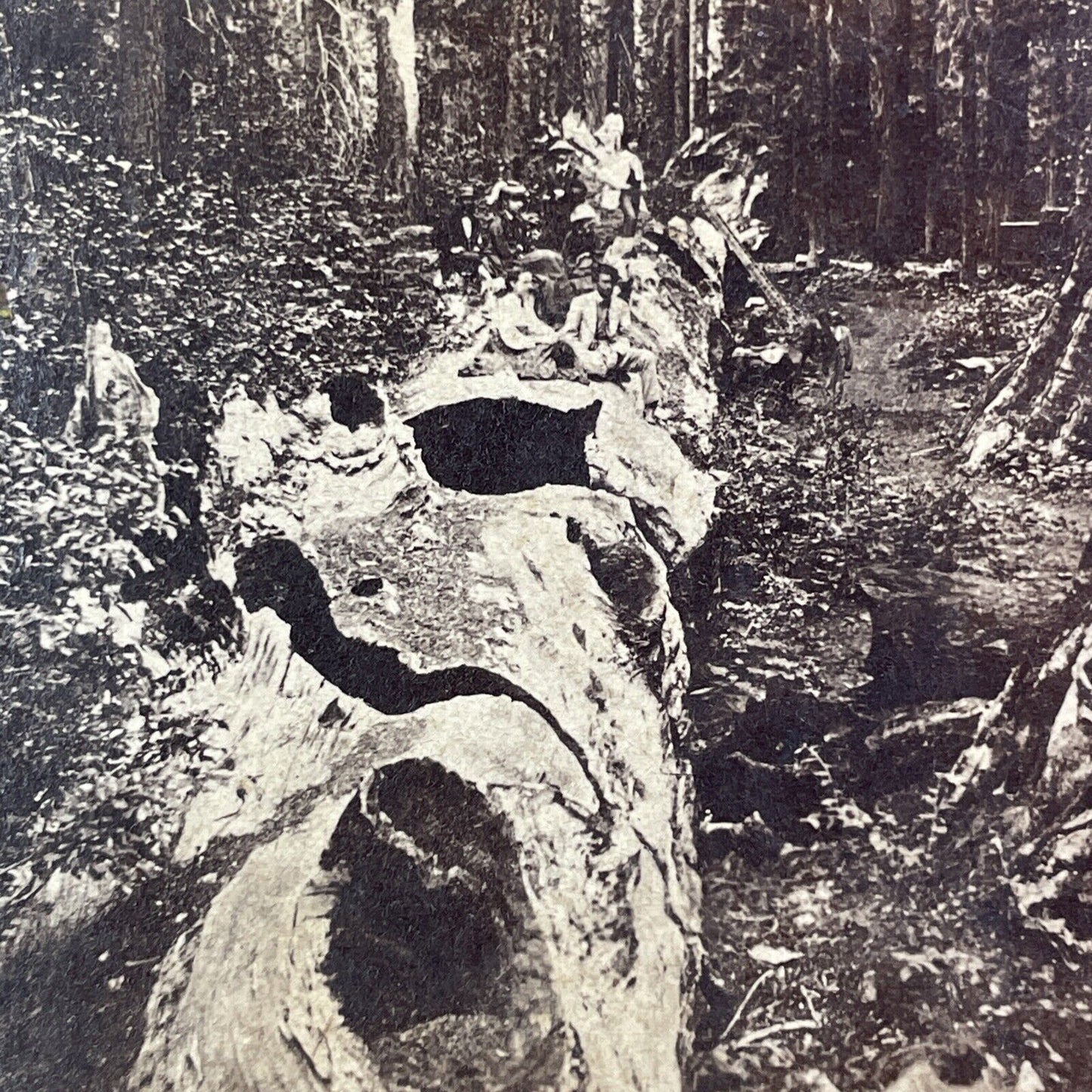 People Sitting On Big Tree Calaveras Stereoview att Thomas Houseworth c1869 Y030