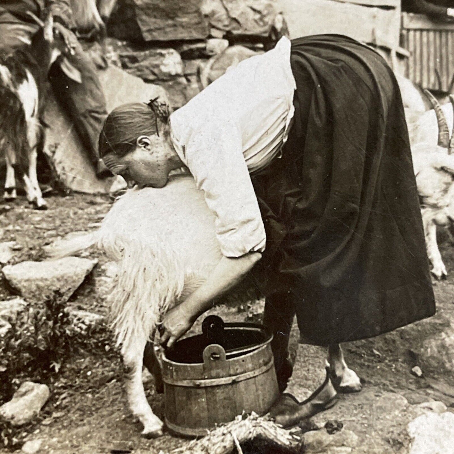 Antique 1910s Woman Milking A Goat In Northern Norway Stereoview Photo Card 5108