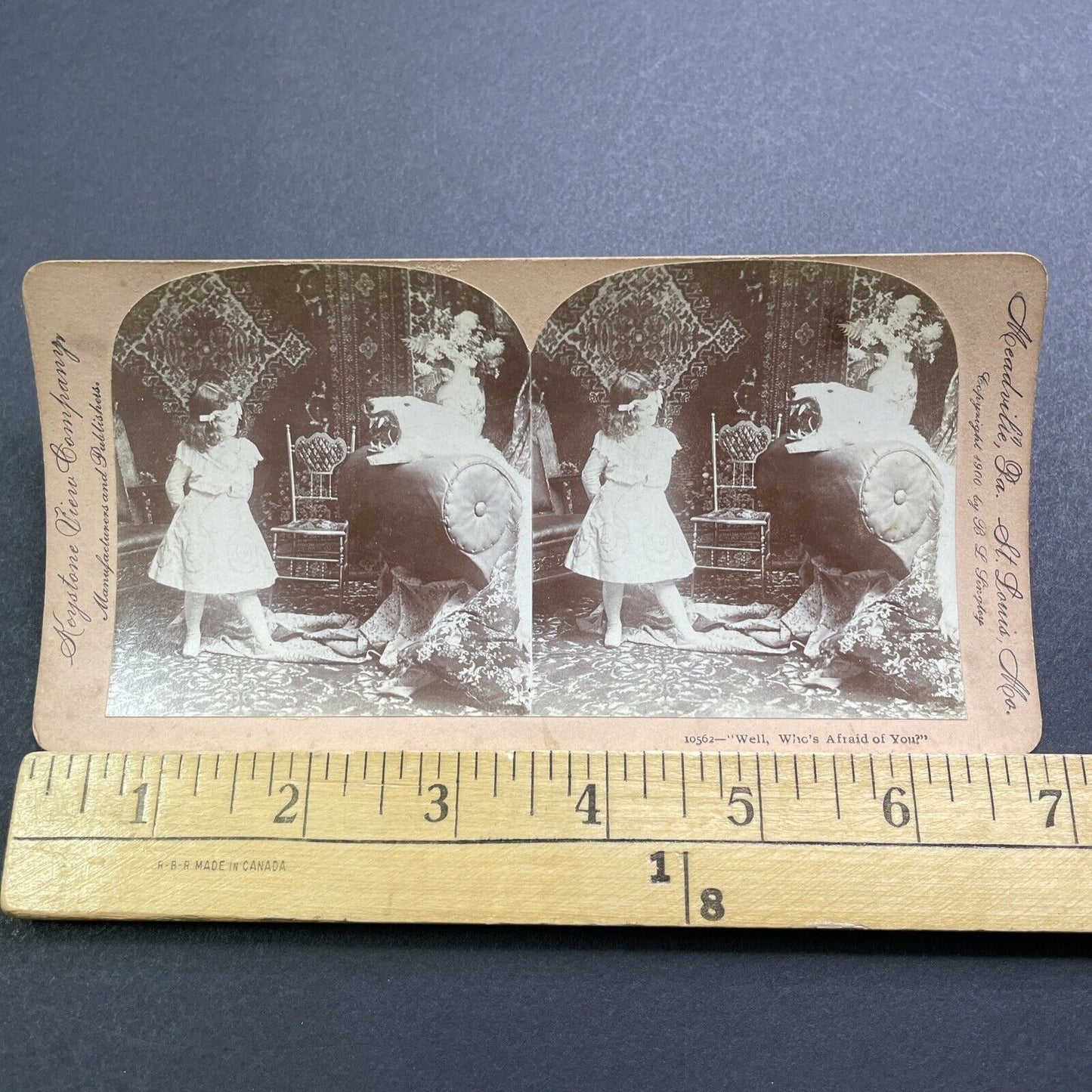 Antique 1900 A Growling Polar Bear Taxidermy Rug Stereoview Photo Card V2865