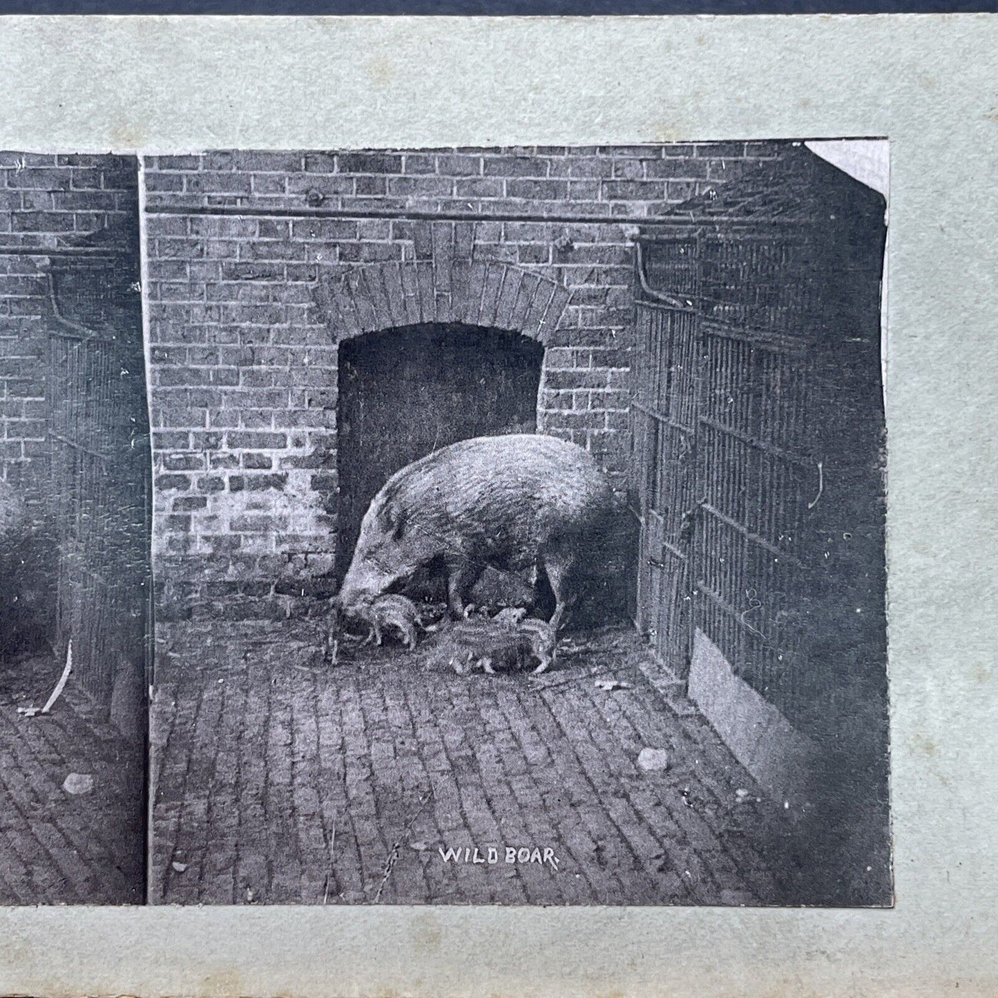 Antique 1880s Wild Boar & Piglets London Zoo Stereoview Photo Card P1681