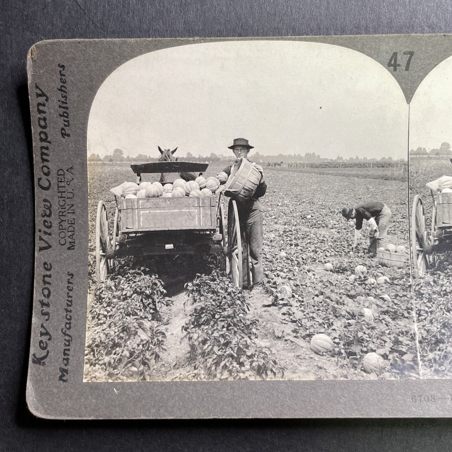 Antique 1911 Cantaloupe Farm In Buffalo New York Stereoview Photo Card P1627