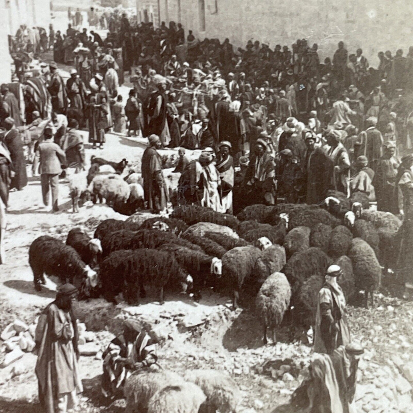 Antique 1880s Sheep Farmers Near Nazareth Israel Stereoview Photo Card P3772