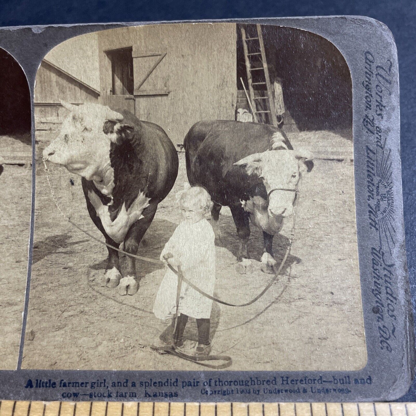 Antique 1903 Child Leads Two Massive Bulls Bull Cows Stereoview Photo Card P4357