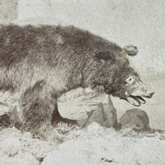 Antique 1860s Brown Bear Stuffed Colorado Or Montana Stereoview Photo Card P3973