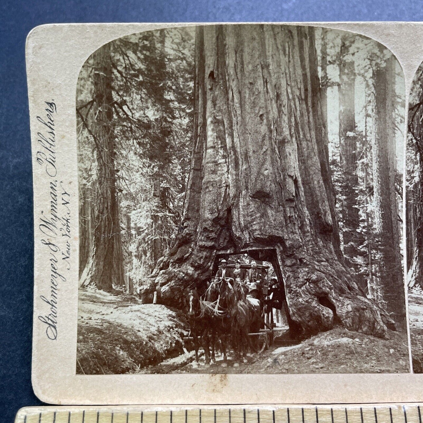 Antique 1894 Horse Wagon Driving Through Giant Tree Stereoview Photo Card V3422