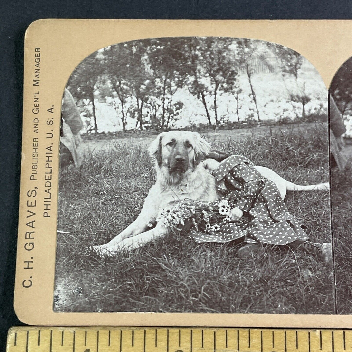 Golden Retriever Dog & Sleeping Child Stereoview Antique c1894 X3157