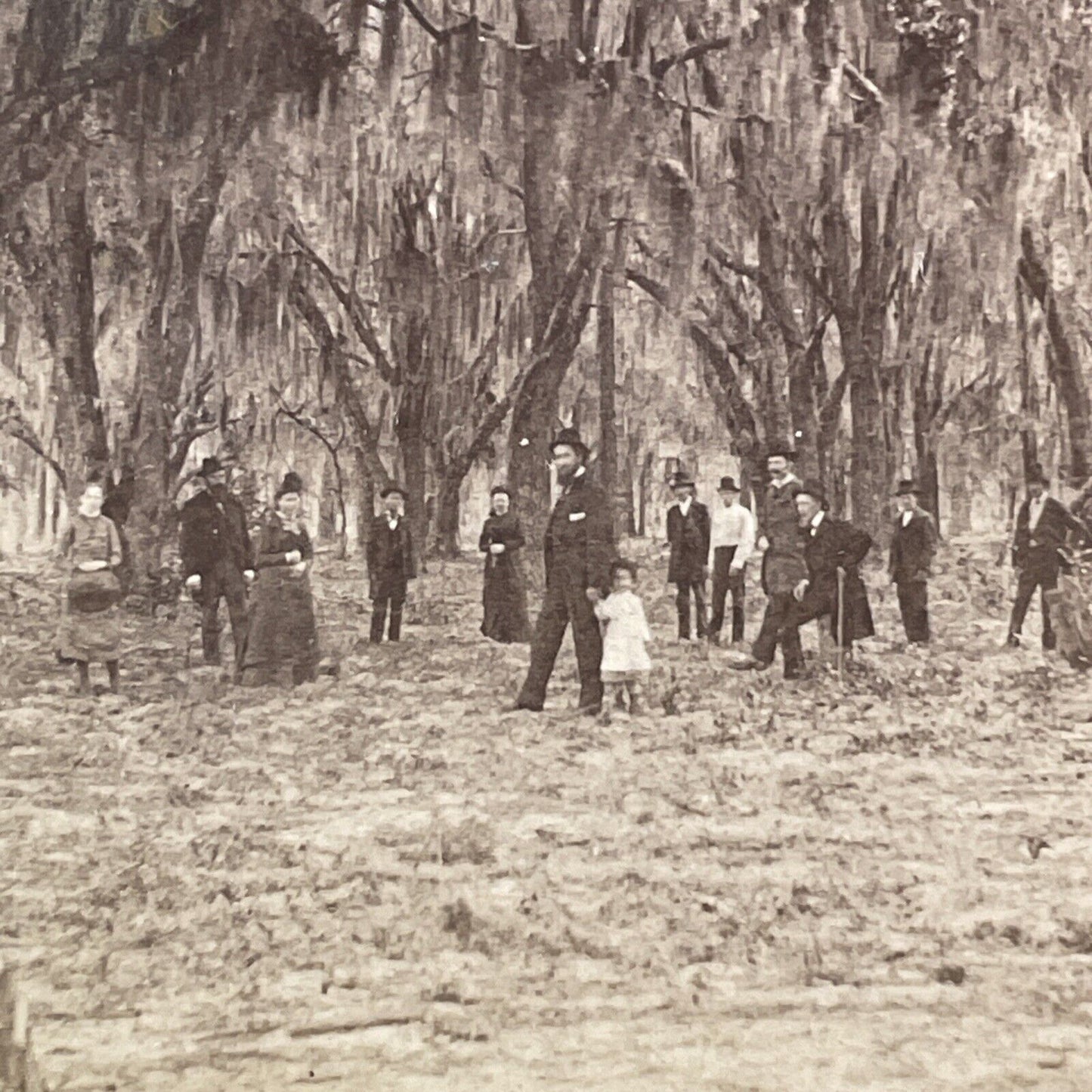 A. Orr Self-Portrait Fruit Cove Florida Stereoview Oak Forest Antique c1870 Y040