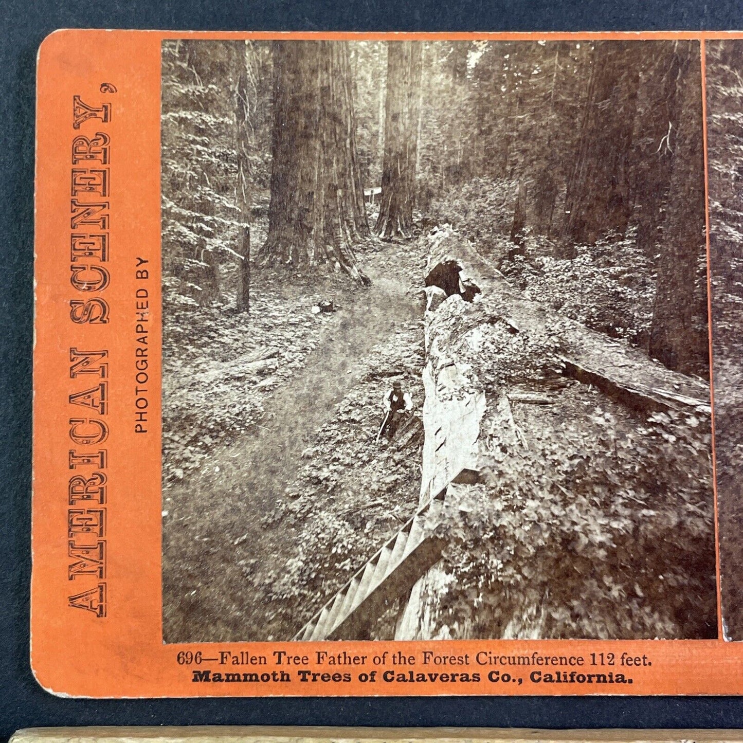 Father of the Forest Tree in Arnold California Stereoview C.L. Pond c1870 Y2545