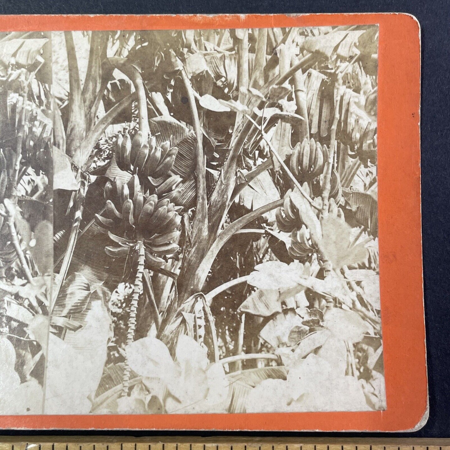 Banana Trees in Savannah Georgia Stereoview O. Havens Antique c1878 Y1761