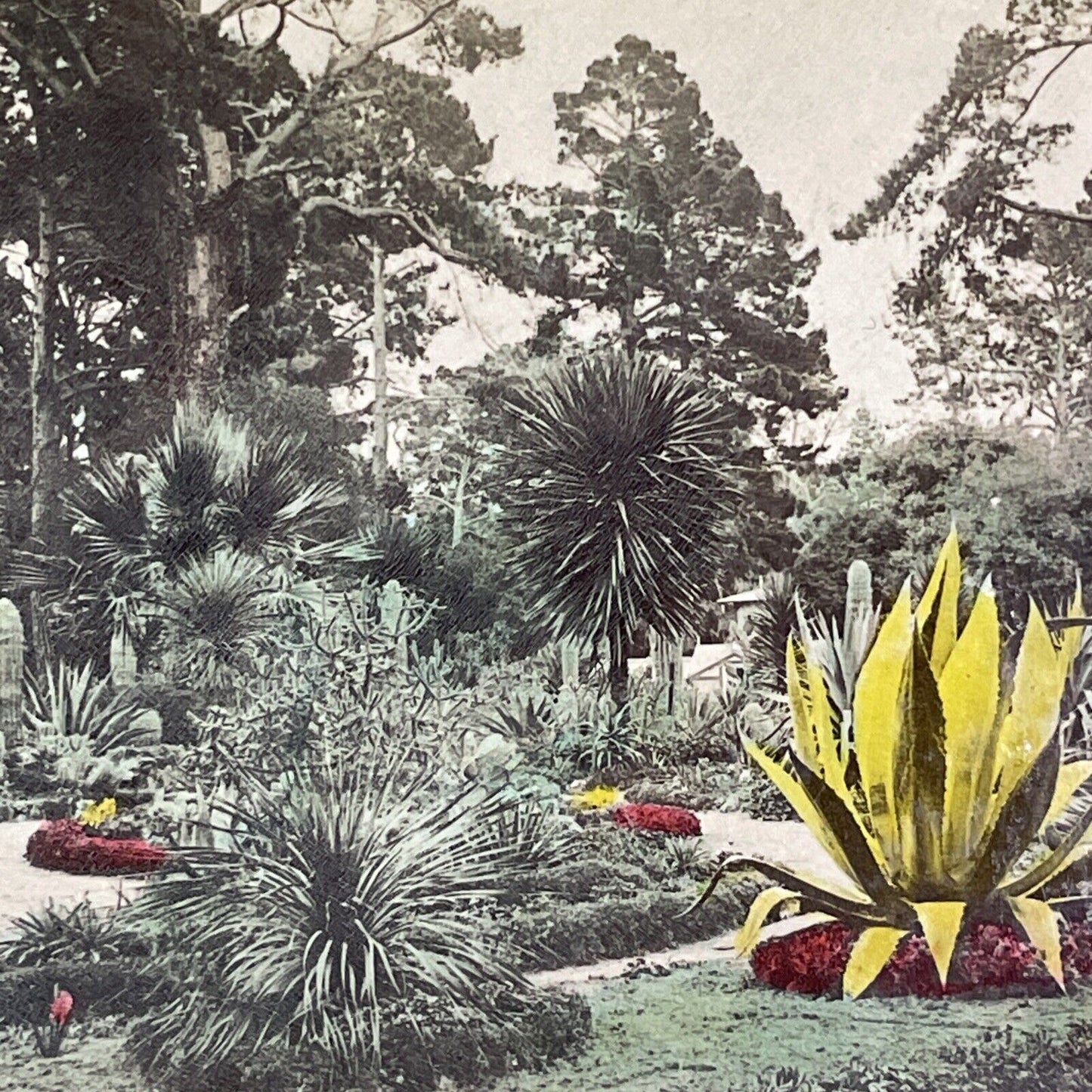 Public Gardens in Monterey California Stereoview James Davis Antique c1892 Y1023