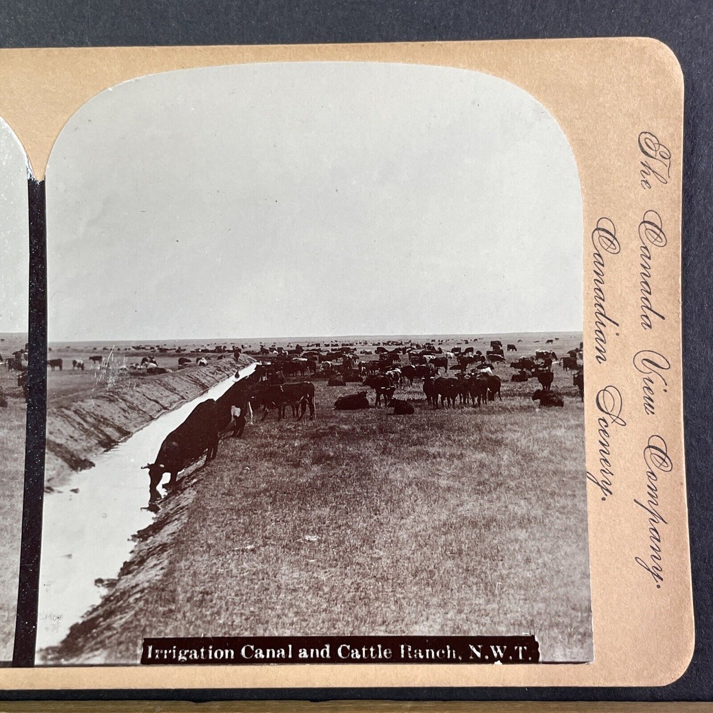 Cattle Ranch in North West Territories Stereoview CPR Rail Views c1899 Y2118