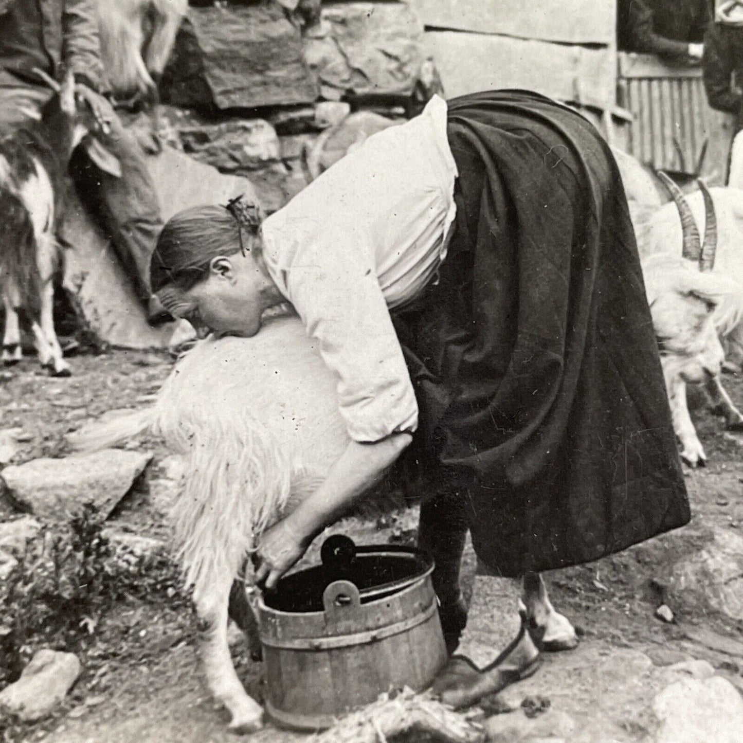 Antique 1918 Milking Goats In Hardanger Norway Stereoview Photo Card P1359