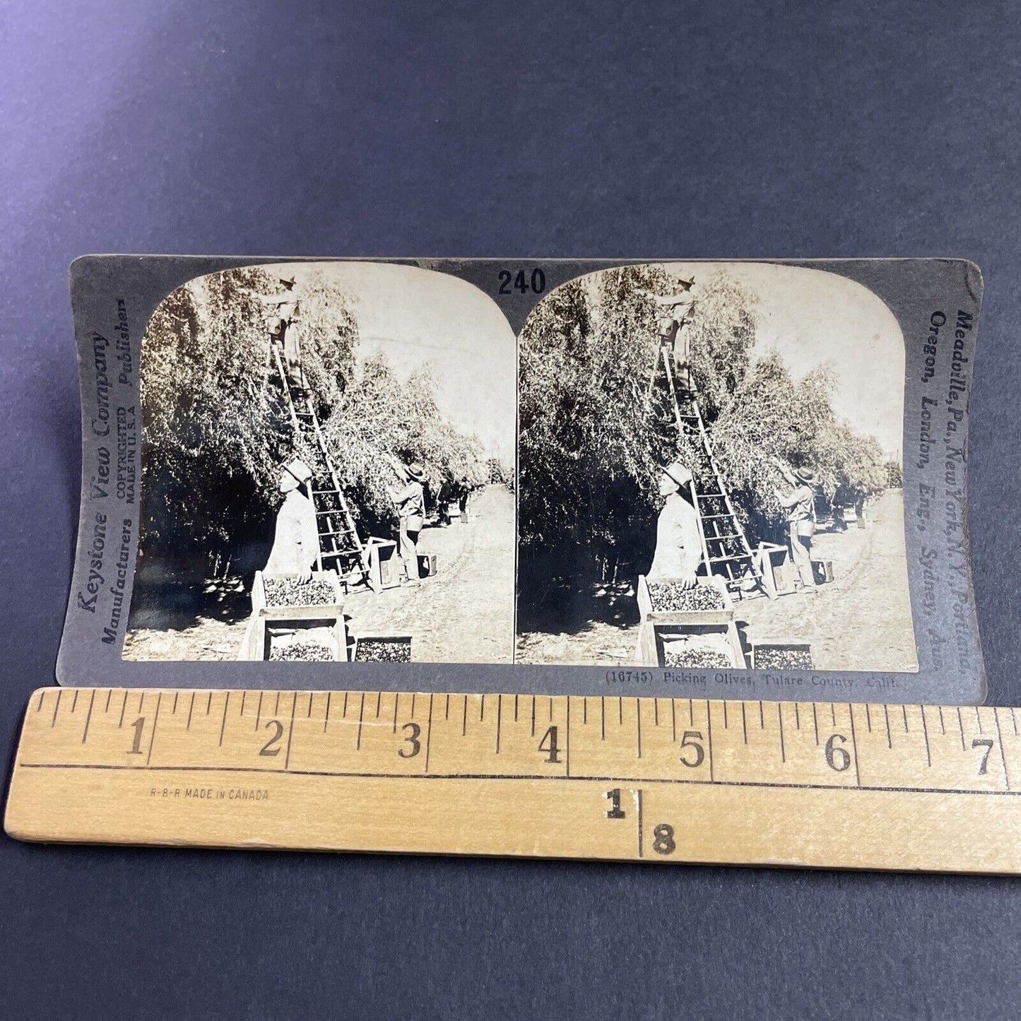 Antique 1910s Olive Farm Tulare California Stereoview Photo Card P3607