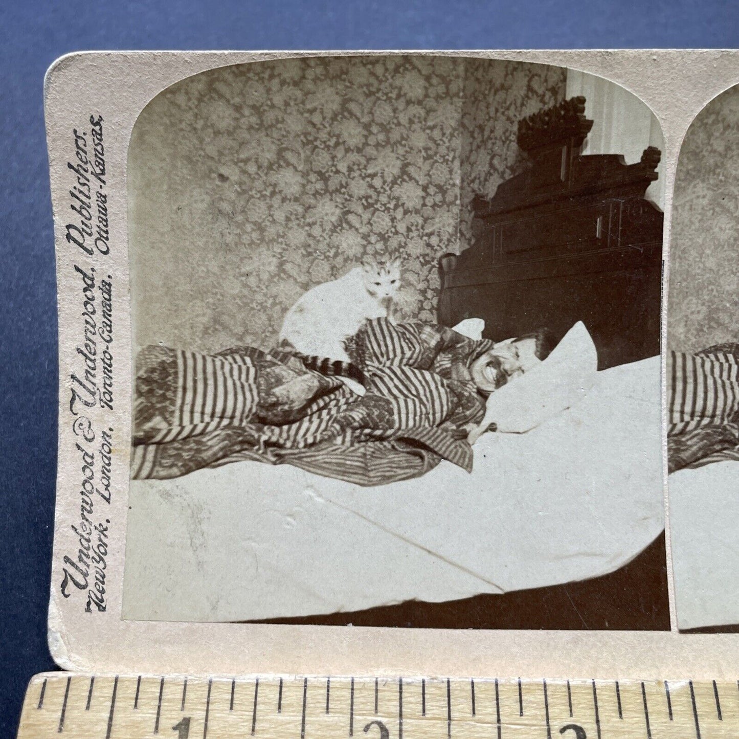 Antique 1892 Cat Wakes Man Up From Sleep Nap Stereoview Photo Card P2508