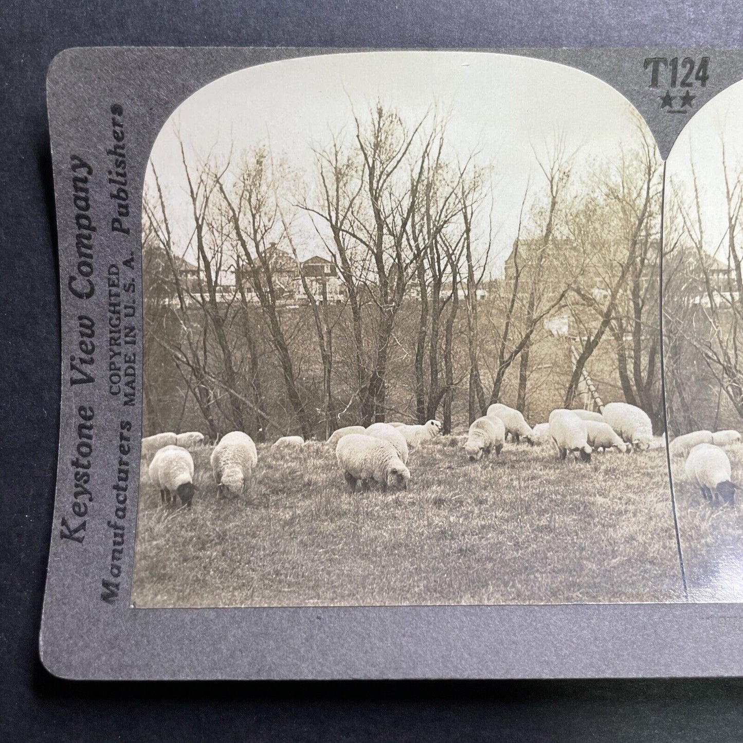 Antique 1918 Sheep Grazing Iowa State College Campus Stereoview Photo Card P1355