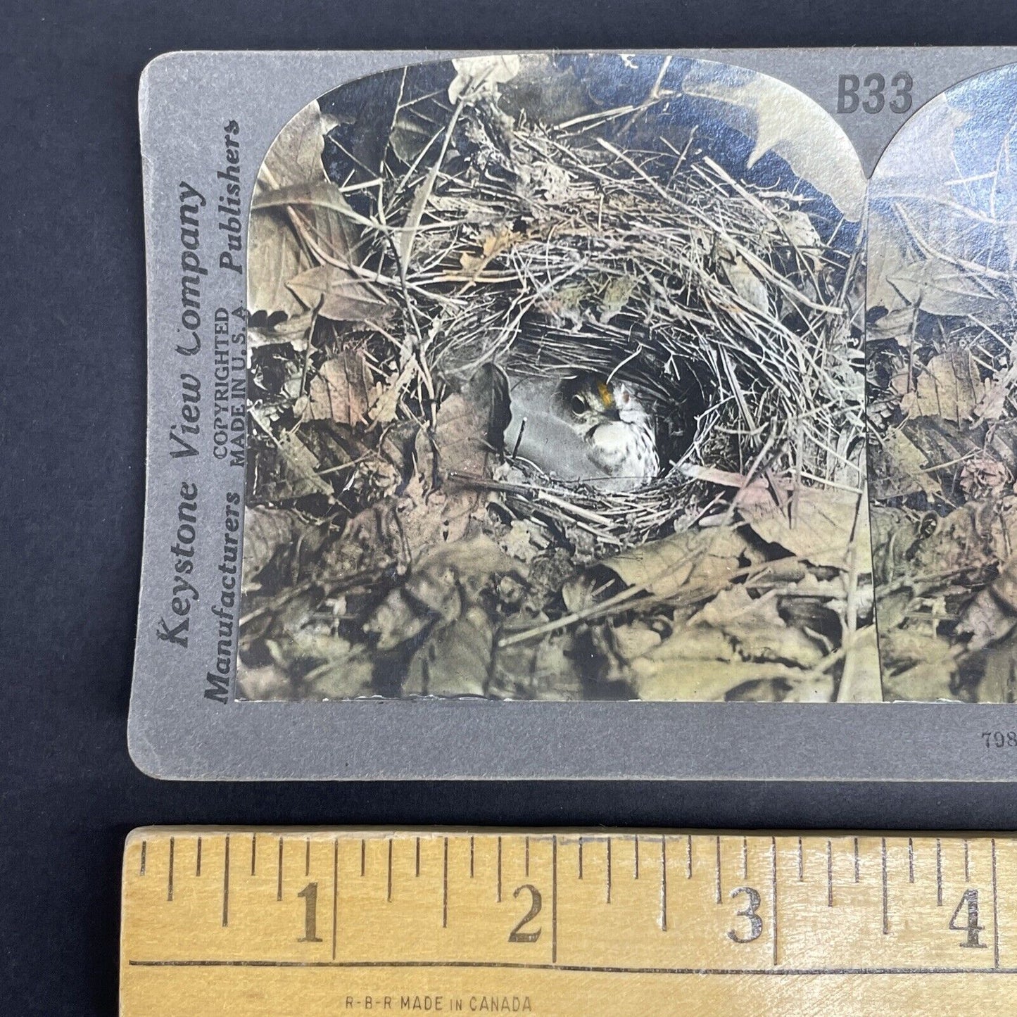 Antique 1908 Oven Bird Hiding In Nest Stereoview Photo Card PC789