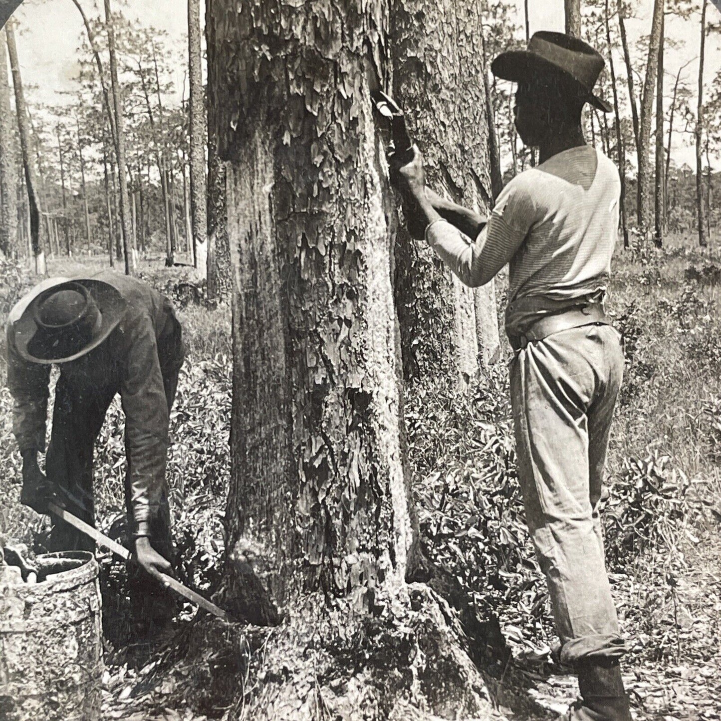 Men Stripping Trees For Turpentine Stereoview Savannah GA Antique c1909 X4111