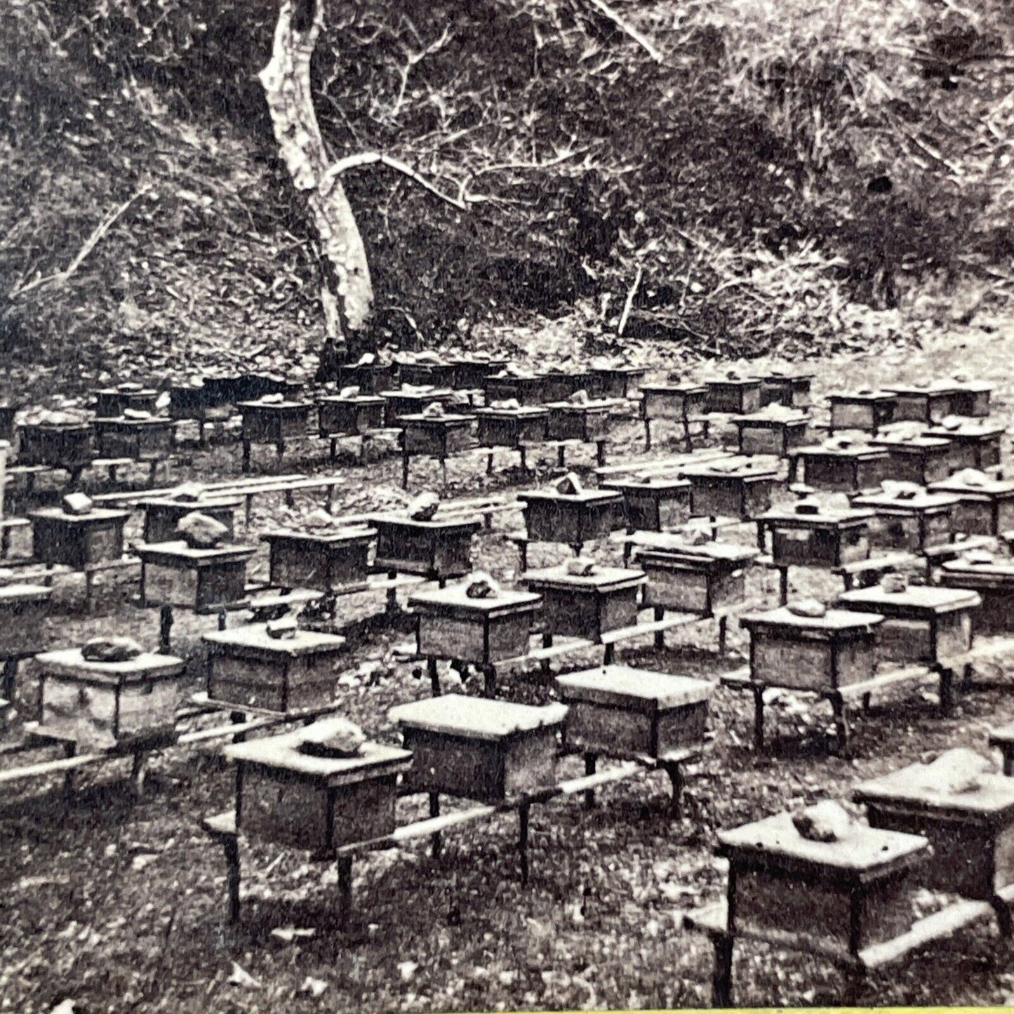 Bee Farm In California Stereoview Bee Boxes Photo Card Antique c1875 X1589