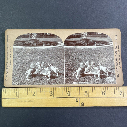 Puppies Puppy Dogs Rushing To Eat Dinner Stereoview Antique c1900 X3174