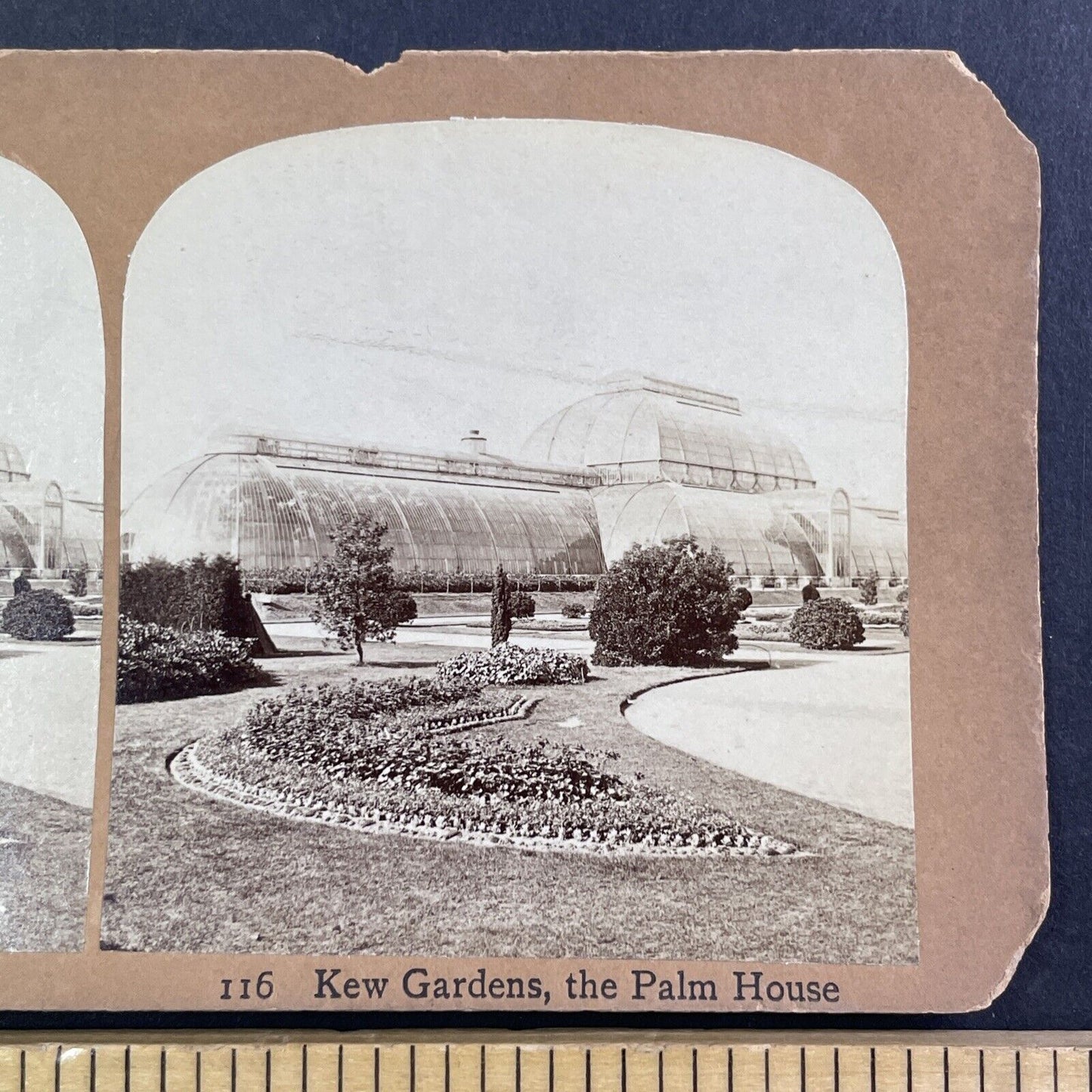 The Palm House Kew Botanic Gardens Stereoview London England c1880 Y432