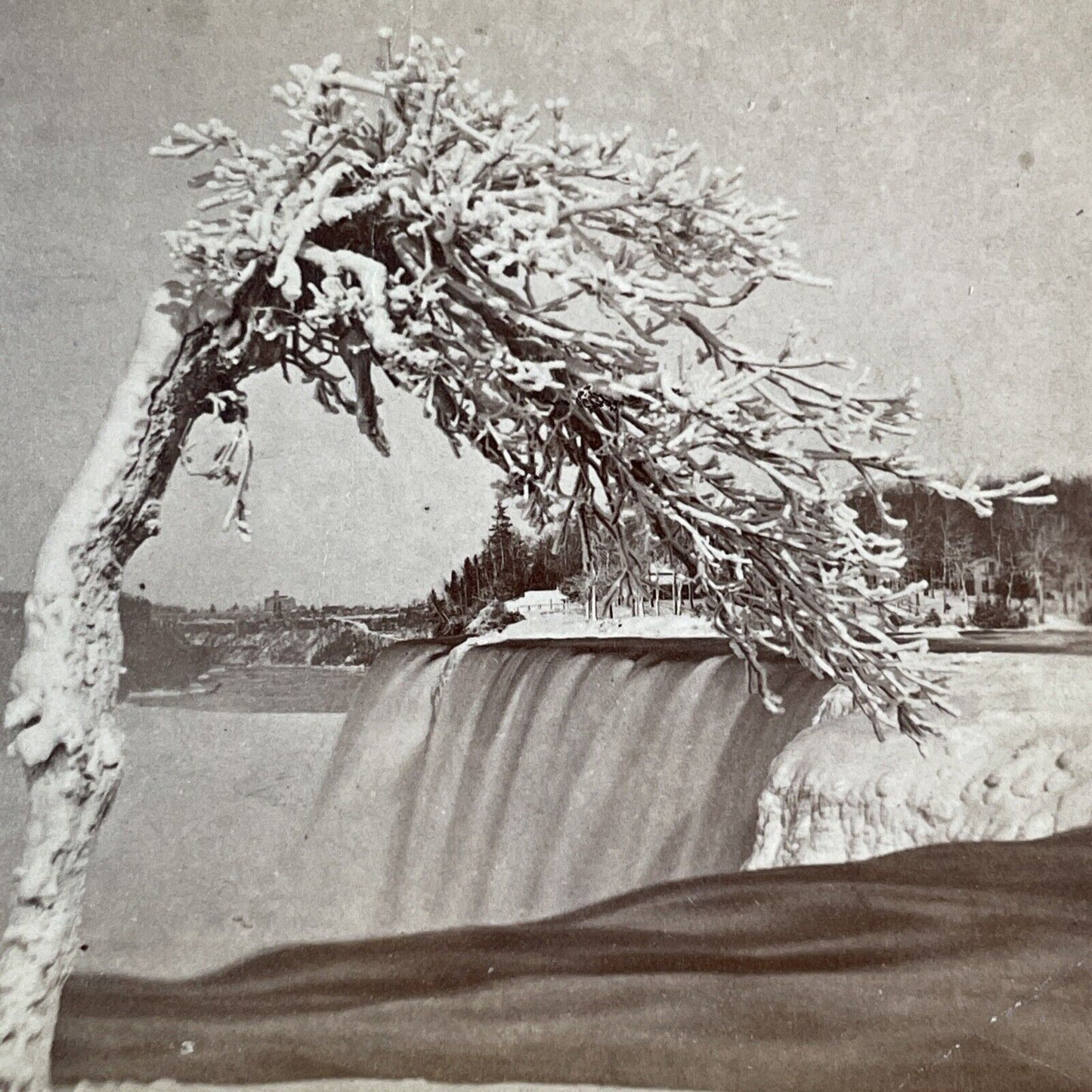 Wind Swept Tree Luna Island New York Stereoview J.G. Parks c1870 Y2847