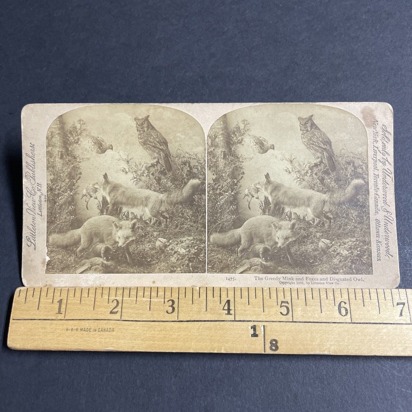 Antique 1889 Two Swift Foxes Stuffed At Fox Exhibit Stereoview Photo Card P4638