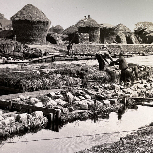 Antique 1915 Flax Farming Kortrijk Belgium Stereoview Photo Card P1765