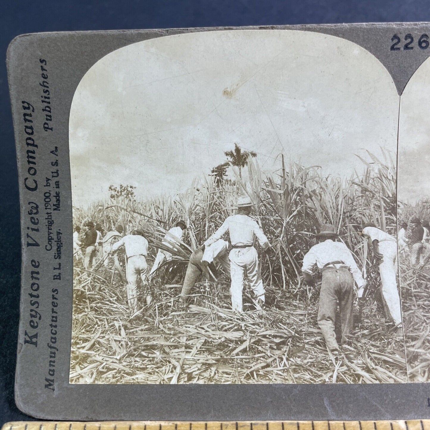 Antique 1900 Sugar Cane Farm San Juan Puerto Rico Stereoview Photo Card P2131