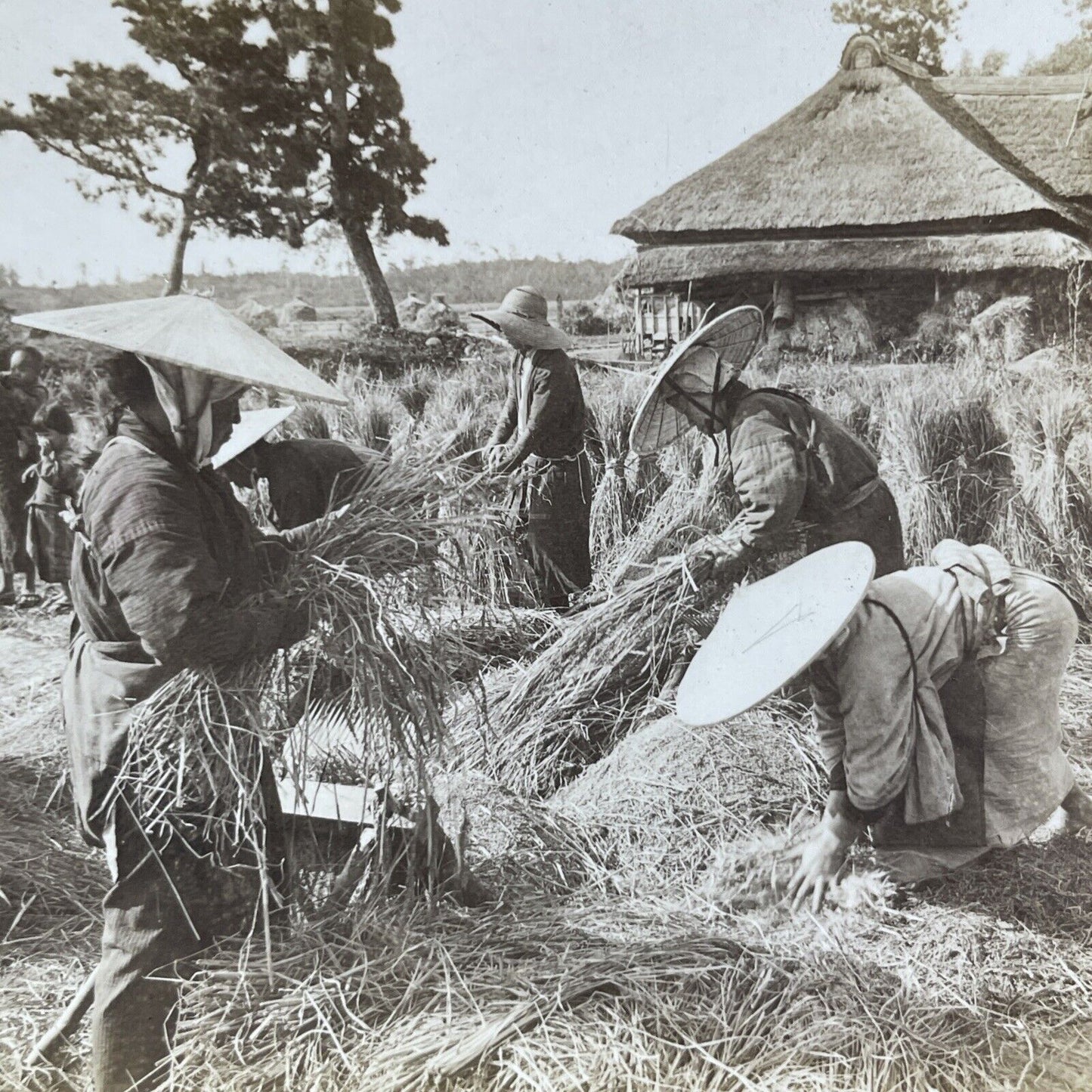 Antique 1905 Farmers Harvest Rice In Japan Stereoview Photo Card P2179