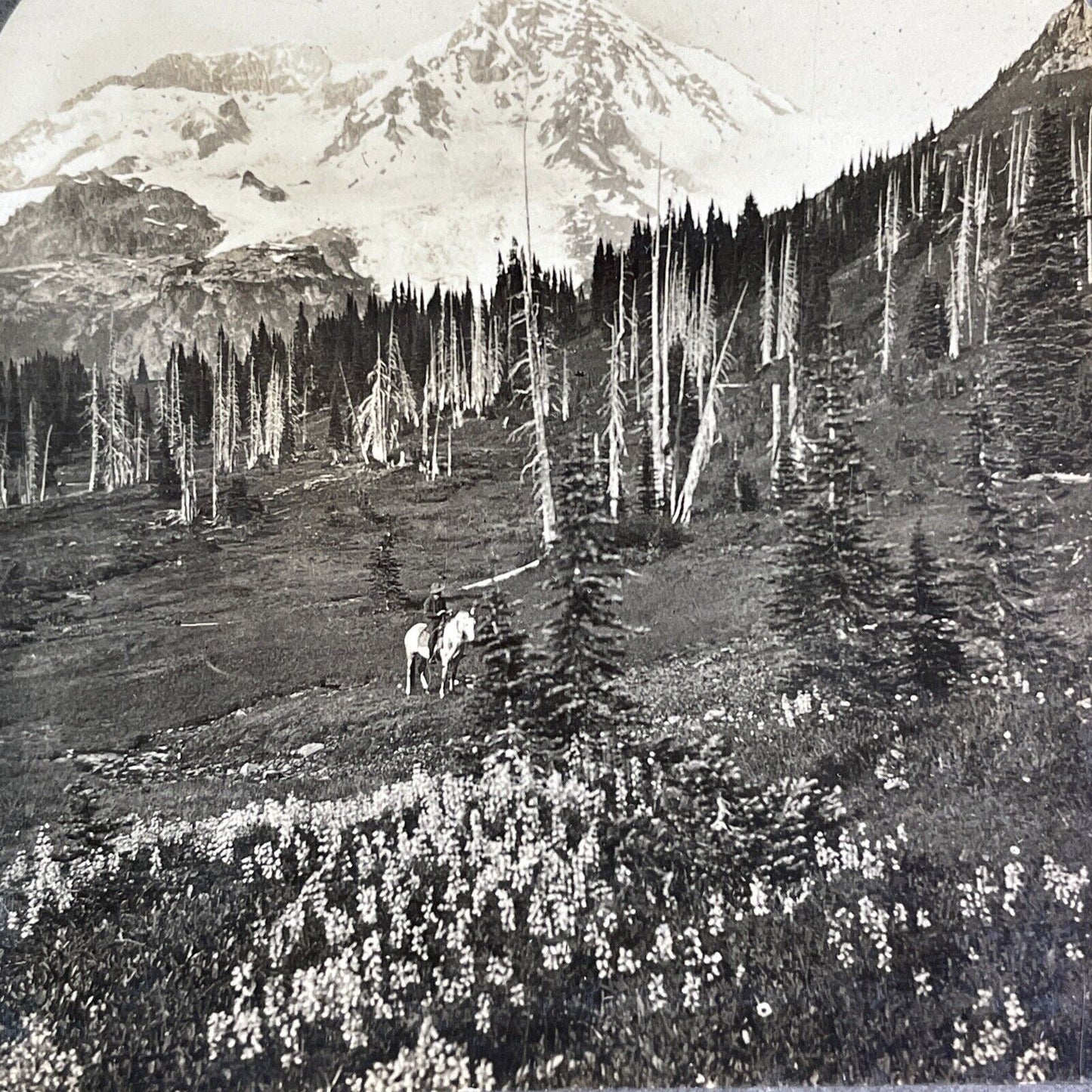 Dead Trees at Mount Rainier Washington Stereoview Antique c1910s Y1180