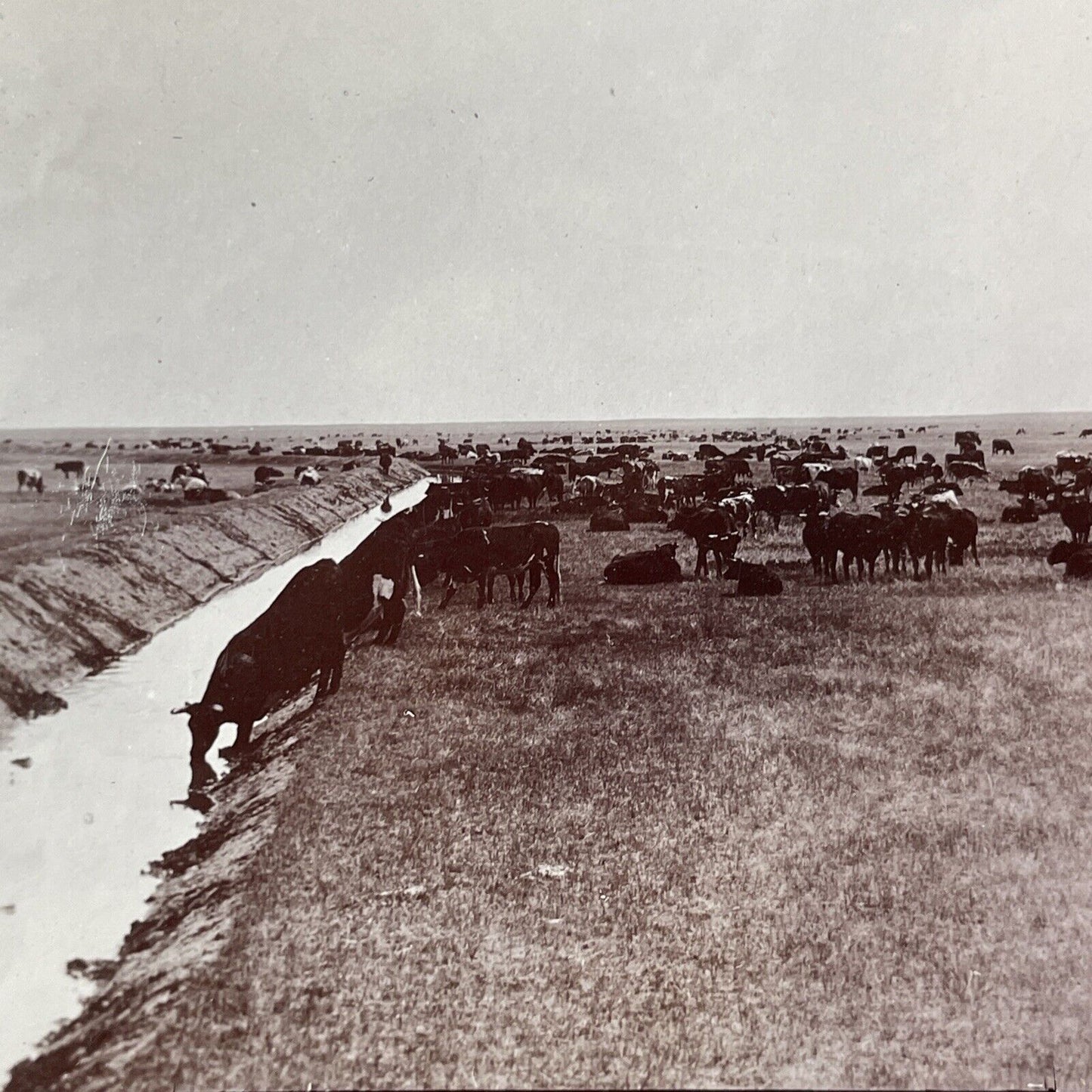 Cattle Ranch in North West Territories Stereoview CPR Rail Views c1899 Y2118