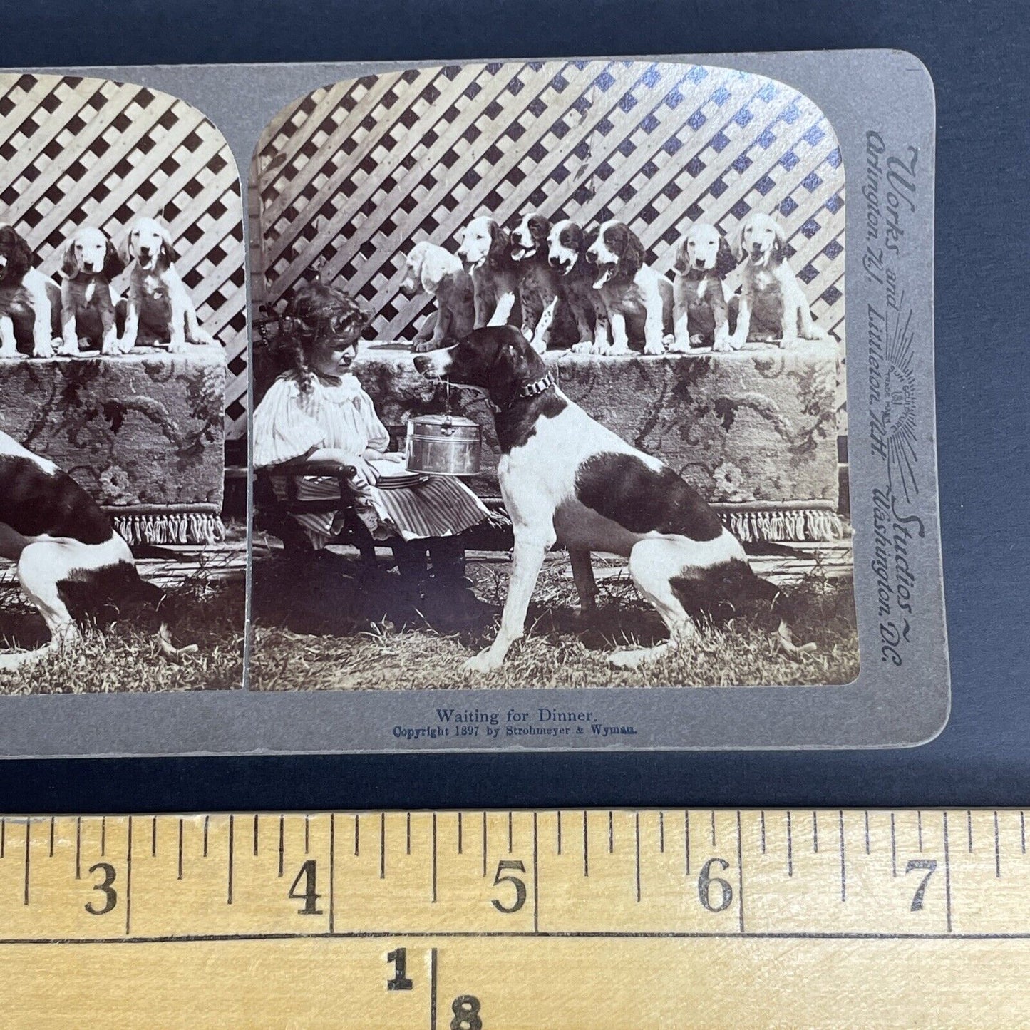 Antique 1897 Hunting Dog Begging For Food Stereoview Photo Card PC792